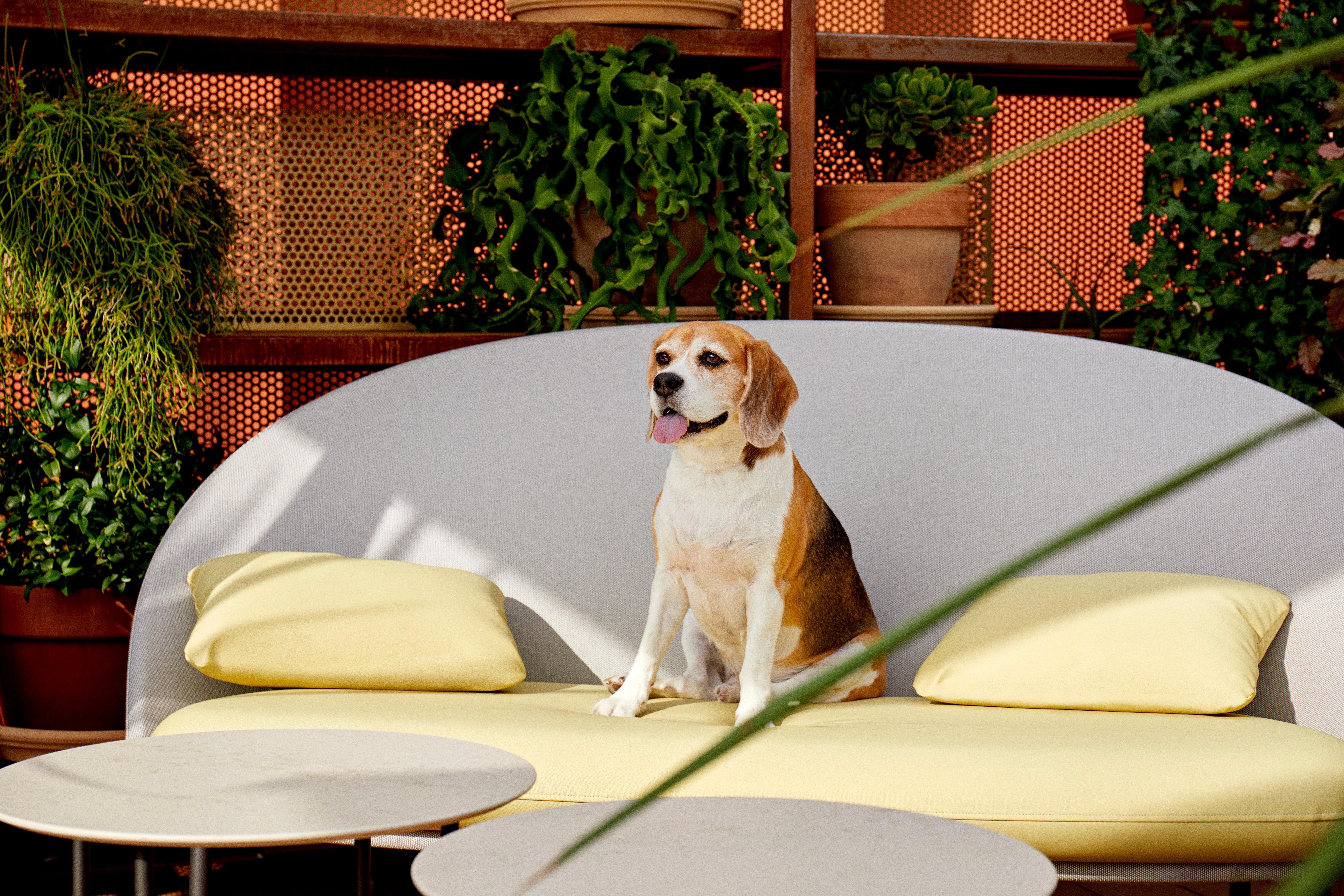 คิมป์ตัน บิบีโดรา โฮเต็ล Hotel บาร์เซโลนา ภายนอก รูปภาพ A beagle