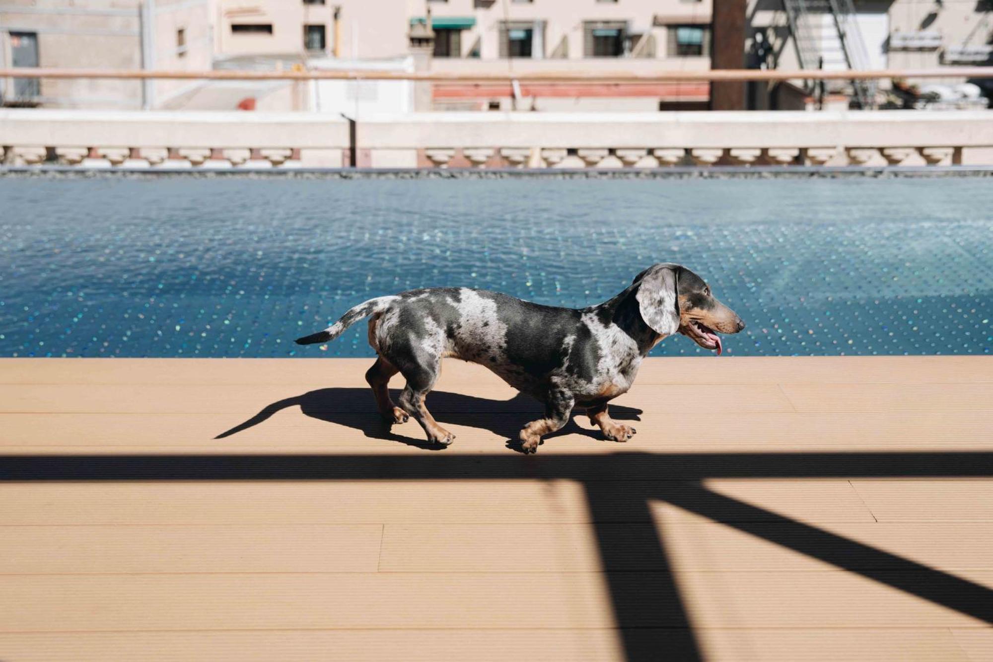 คิมป์ตัน บิบีโดรา โฮเต็ล Hotel บาร์เซโลนา ภายนอก รูปภาพ